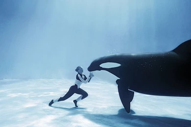 Killer Whale Wallpapers