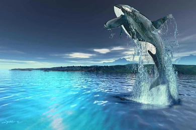 Killer Whale Desktop Backgrounds Wallpapers 12208   Amazing Wallpaperz