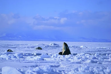 25 Mind Blowing Killer Whale Pictures