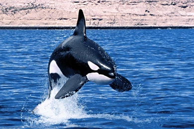 Killer Whale Full HD Wallpapers   Mbagusi.com
