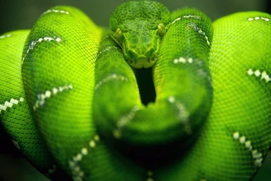 Free Cool Snake Wallpapers HD