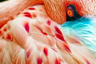 Wild Animal Wallpapers, Cool Pets, Animal Planet, Free Wallpapers ...