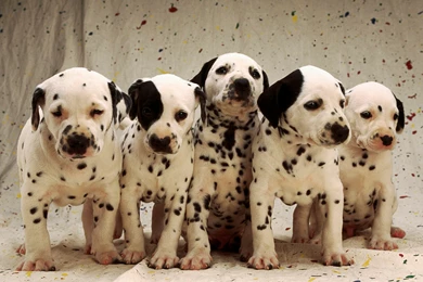 Dalmatian Puppies Hqworld Net High Quality Sport And Celebrity ...