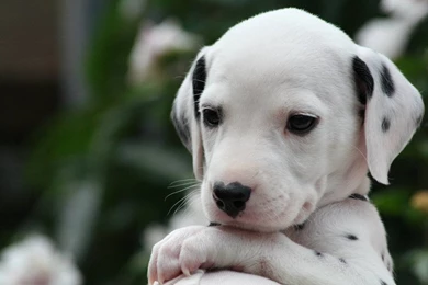 Dalmatian Puppies Wallpapers