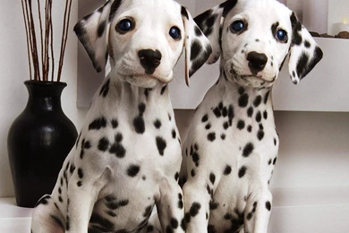 1095x730 Dalmatian Puppies Backgrounds By Kevin Sammer