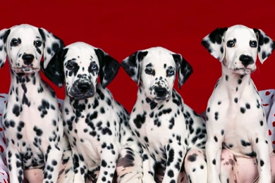 Download Wallpapers 1920x1080 Dalmatians, Puppies, Dogs, Many Full ...