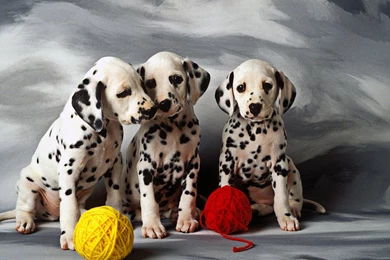 Dalmatian On Pinterest