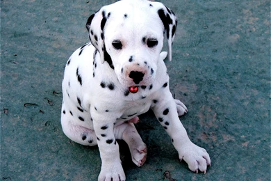 Dalmatian Puppy HD Wallpapers