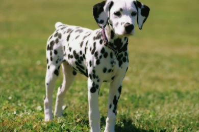 Dalmatian HD Wallpapers For Desktop   Facts & Temperament