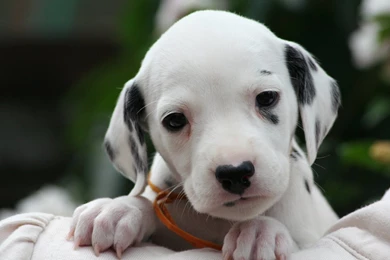 Dalmation Puppy 2 By Smartierocks On DeviantArt