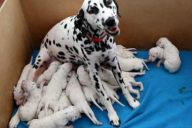 Dalmatian Dog
