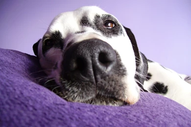 Dalmatian Dog Hd Wallpapers