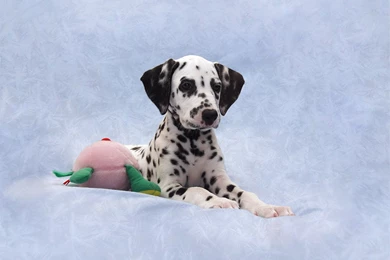 Dalmatian dog hd wallpapers 3.jpeg