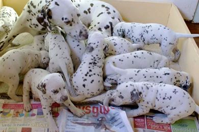 Mom And Puppies Dalmatians Wallpapers