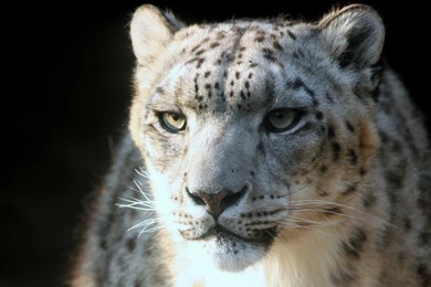 2560x1440 Snow Leopard Wallpapers