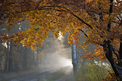 Trees Autumn Fall Roads Rain Wallpapers