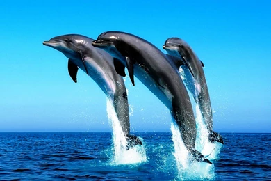 Ocean Scene Wallpapers Dolphins Photos Of Bring The Beauty Of Ocean ...