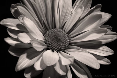 Black And White Sunflower Photography Wallpapers   Wallpaper.