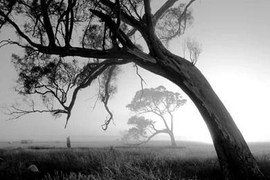 Black And White Nature Photography HD Wallpapers Inn Wallpapers ...