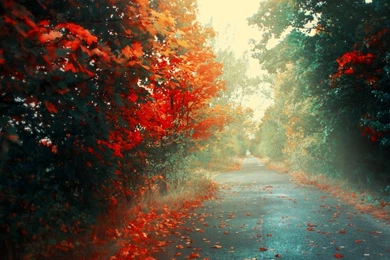 Autumn Rain HD Wallpapers