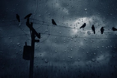 Rain Fall Window Wallpapers   Wallpapers