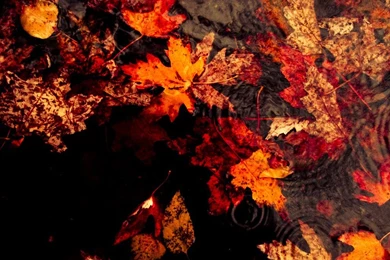 Autumn Rain HD Wallpapers