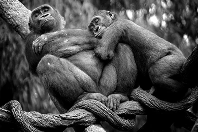 35 HQ Black & White Photography Wallpapers: National Geographic ...