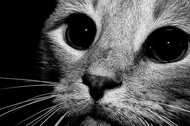 Image   Cat black white iphone wallpaper via eyesofodysseus ...