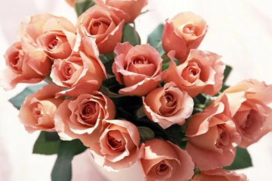 Roses Bunch Wallpapers