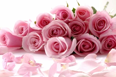 Bunch Of Roses Pictures   HD Wallpapers And Pictures