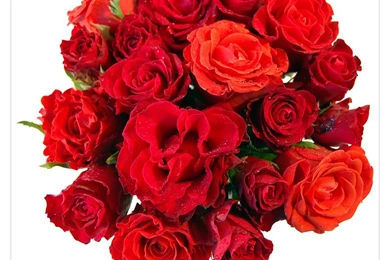 Bunch Of Roses Pictures   HD Wallpapers And Pictures