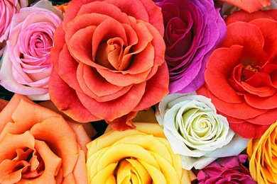 Desktop Wallpapers » Flowers Backgrounds » Love Blooms Roses ...
