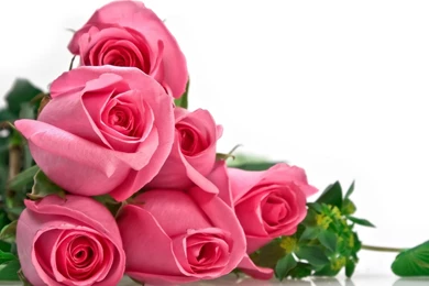 Red Roses Bunch Wallpaper Images