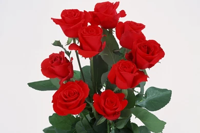 Rose Flower Bunch Wallpapers