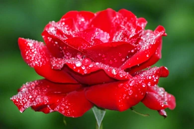 Flower   Structure Flower