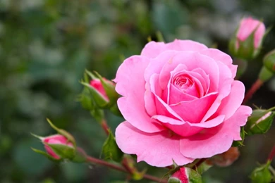 30 Attractive Pictures Of Roses