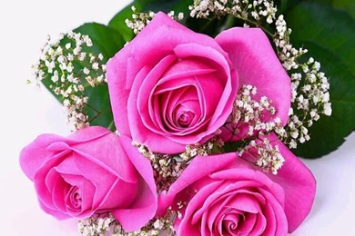 Bunches Of Pink Roses