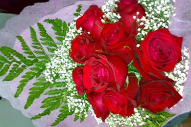 Picture For > Bunch Of Red Roses Wallpapers