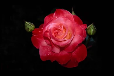 Black Wallpaper: Rose Wallpapers Free Black Wallpapers Photos ...