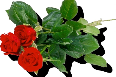 Rose PNG Flower Images, Free Download