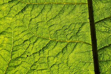 Green Leaf Texture Flower Backgrounds Wallpapers   1600x1200 Pixels