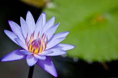 Nature Flowers Water Lilies Purple Flowers Fresh New Hd Wallpapers ...