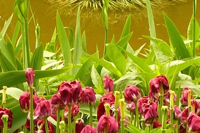 Free HD Flowers Nature iPhone 6 Wallpapers Pictures 750x1334 iPhone ...