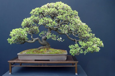 Bonsai Tree Wallpapers   Wallpapers Cave