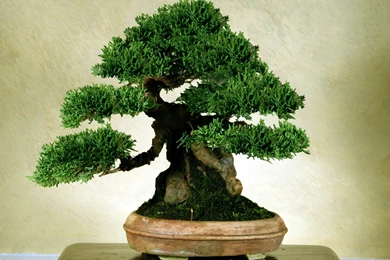 Old Bonsai Tree Wallpapers