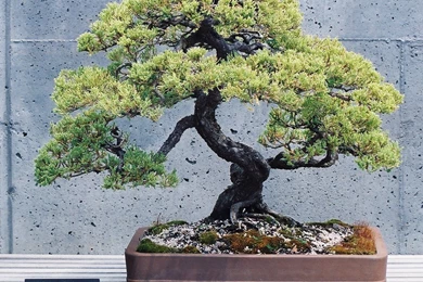 Japanese Bonsai Tree Art   Wallpaper.