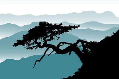 Bonsai Tree With Rollin Hills   Wallpapers Mural Ideas   12783