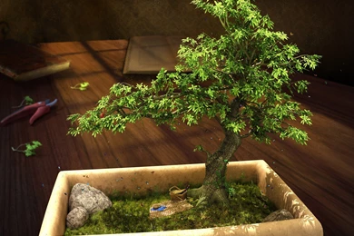 Abstract Bonsai Tree Wallpapers Open Walls