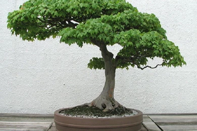 Download Trees Bonsai Wallpapers 1280x1024