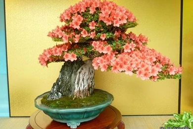 Bonsai Azalea In Full Bloom